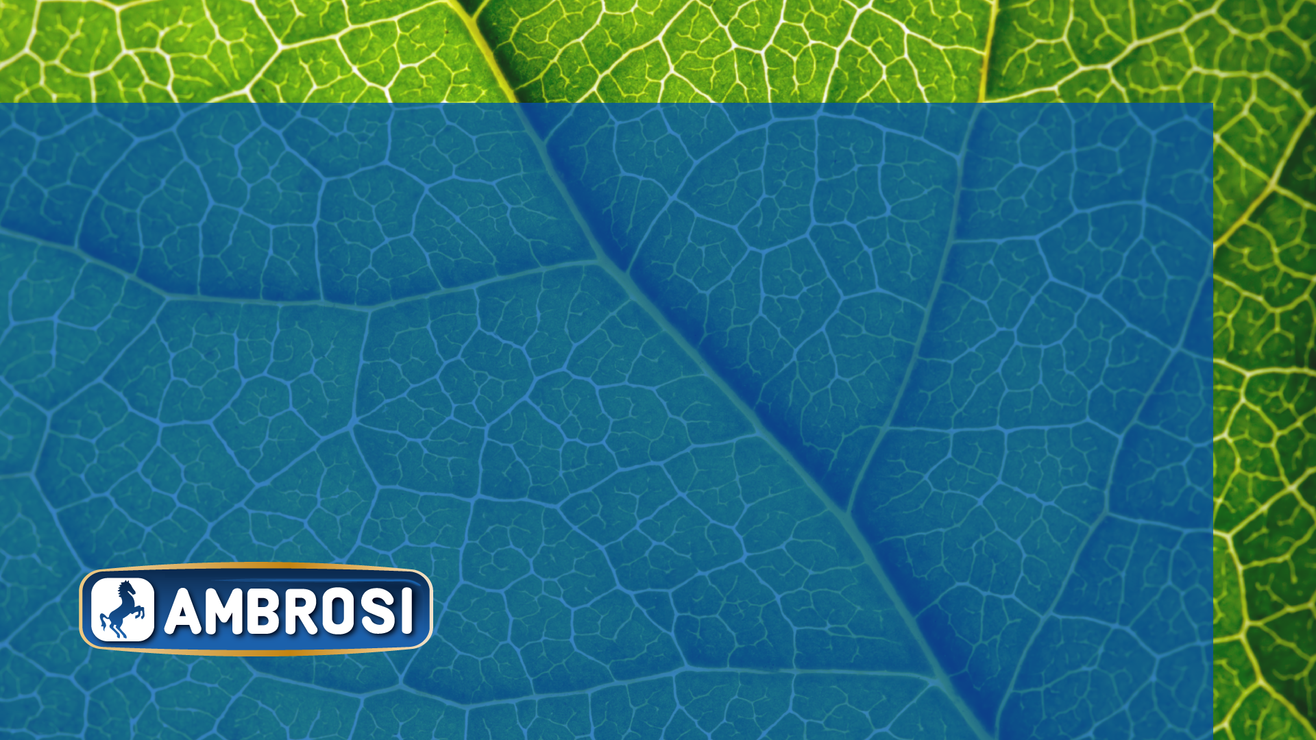 Progetto Rise